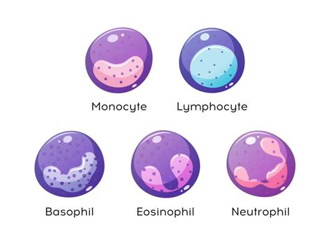 Basophils: What They Are and What They Do .